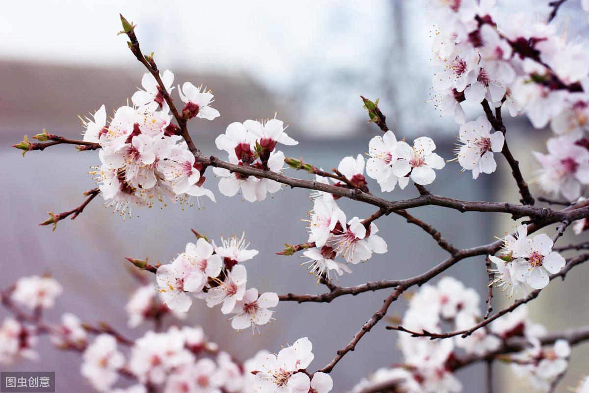 人间四月，春暖花开（六首描写春天美景的古诗）