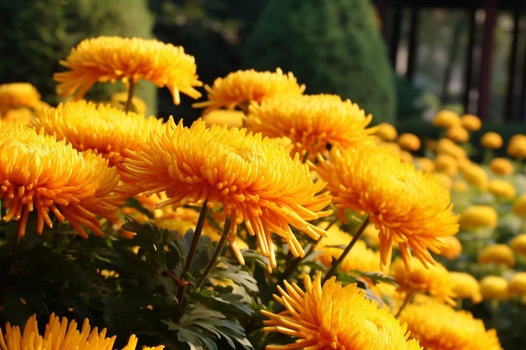 菊花经典诗词大全（菊花优美的10首诗词）