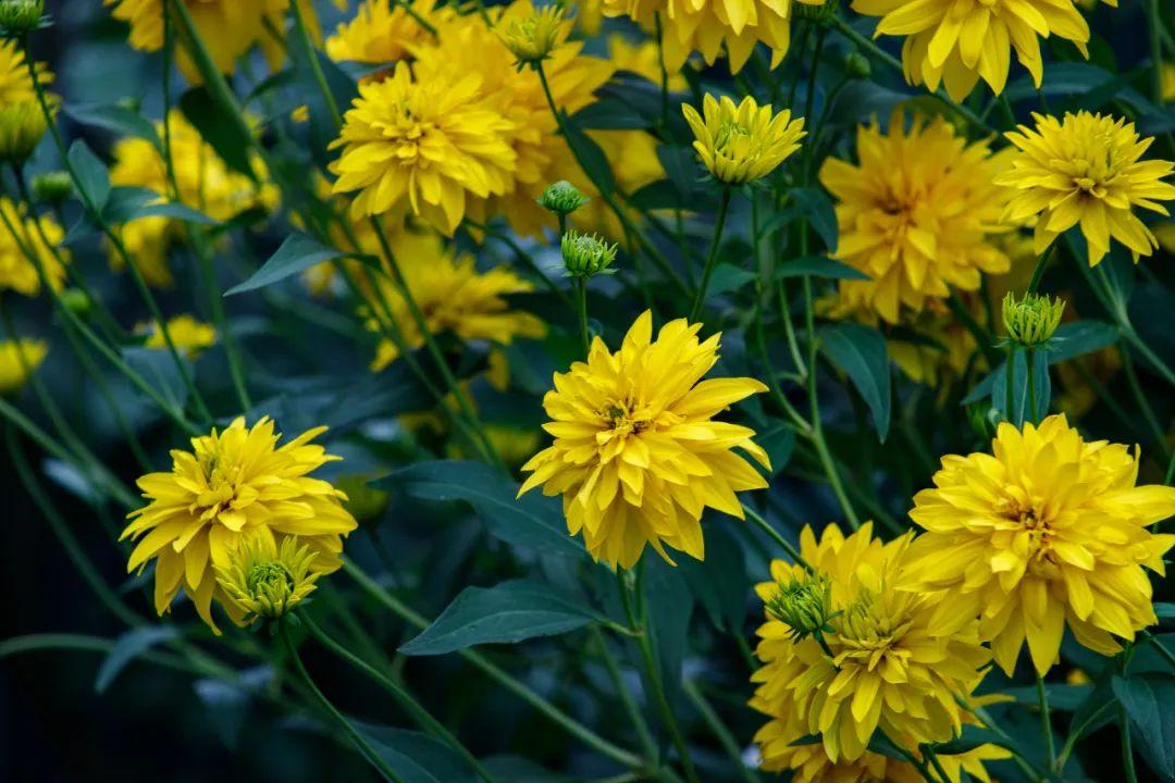 菊花经典诗词大全（菊花优美的10首诗词）