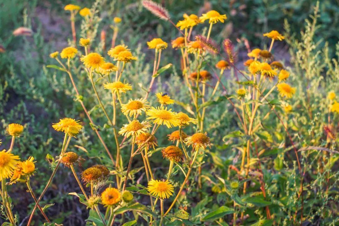 菊花经典诗词大全（菊花优美的10首诗词）