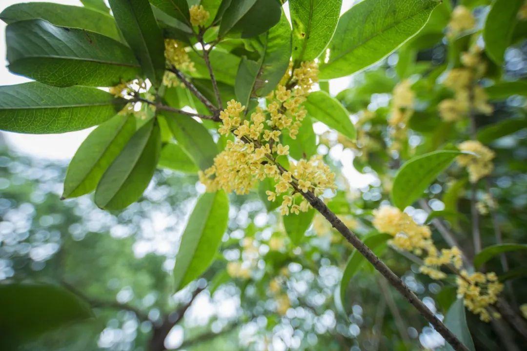 桂花经典诗词有哪些（30句唯美桂花诗词）