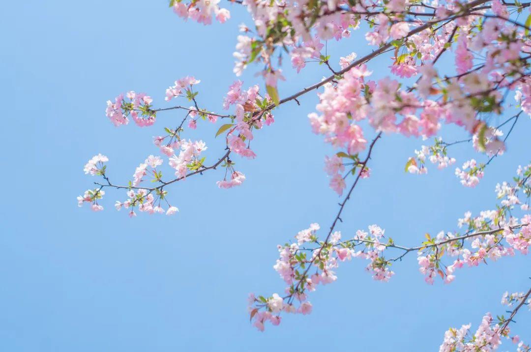 一朝春雨落，十里春花开（精选100句春花诗词）