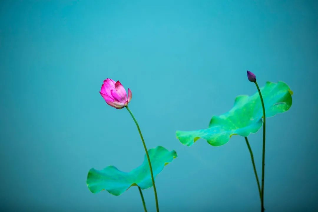 人生因静而从容，岁月因静而美好（六首静心诗词）