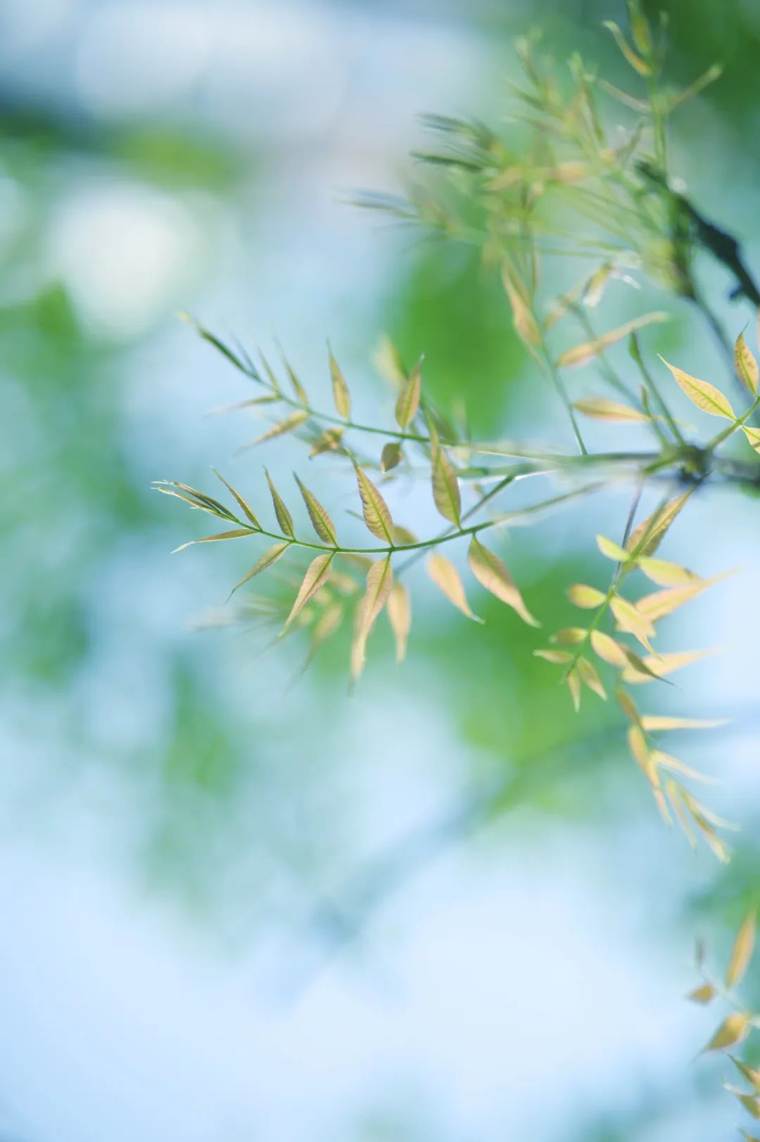 春风十里，甚是想你（10首优美春思诗词）