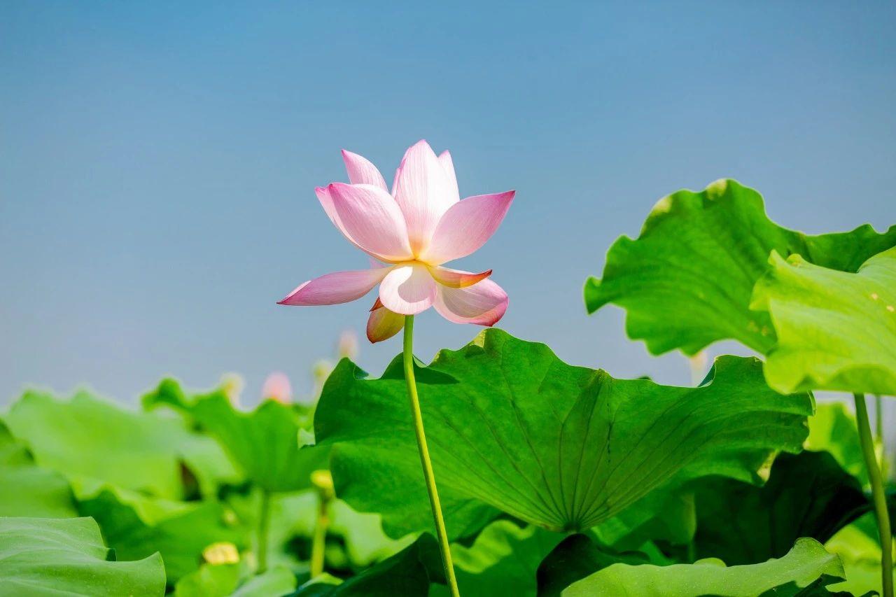 有关盛夏的千古名句（30句温柔清爽的夏日诗词）