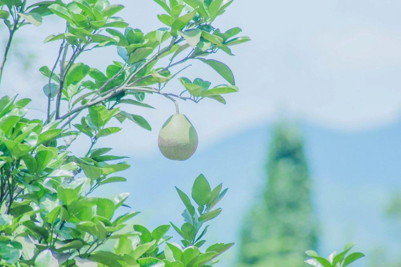 有关盛夏的千古名句（30句温柔清爽的夏日诗词）