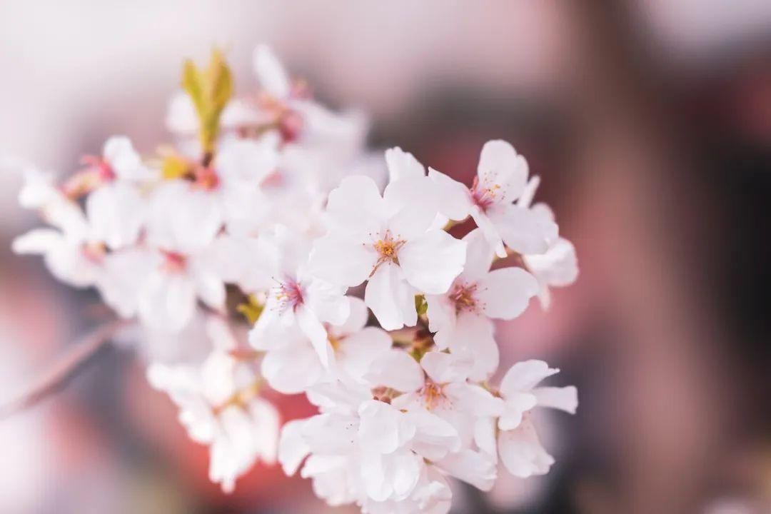 樱花诗词名句大全（9首樱花诗词）