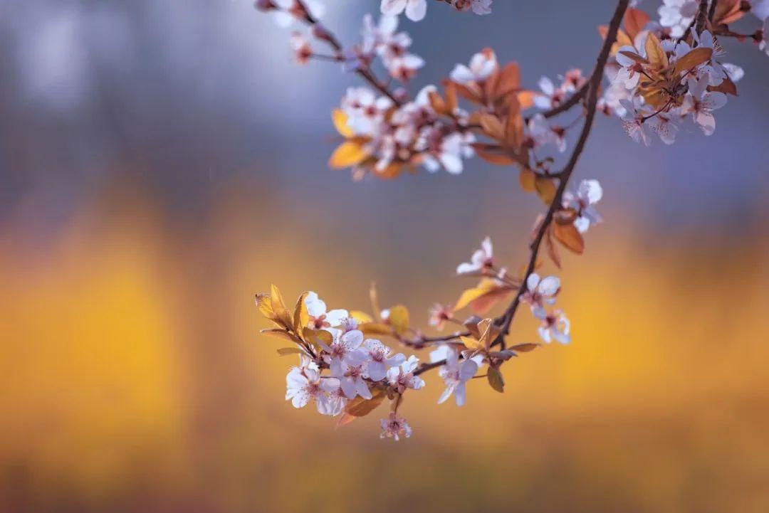 樱花诗词名句大全（9首樱花诗词）