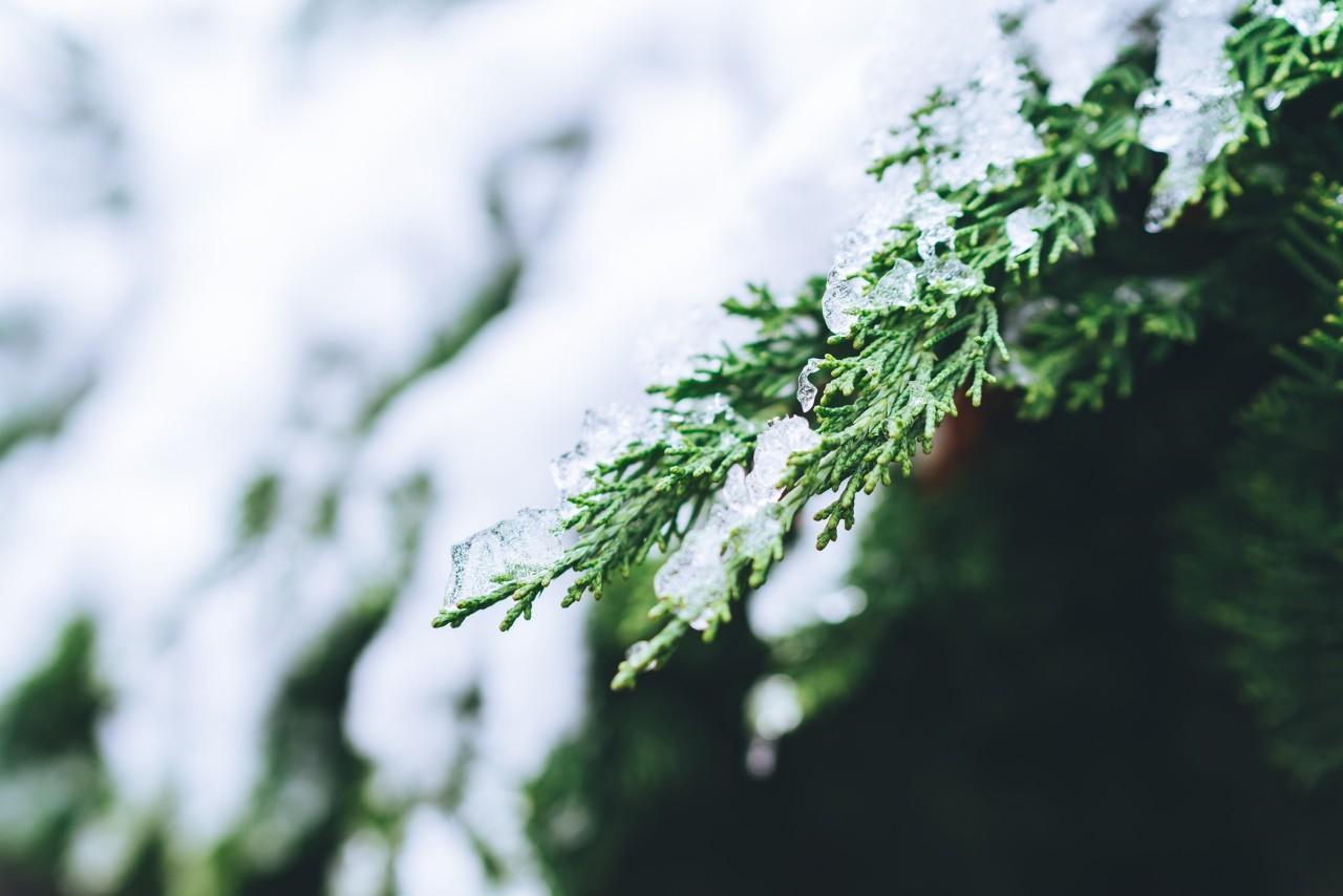 咏雪唯美诗词大全（16首经典咏雪诗词）