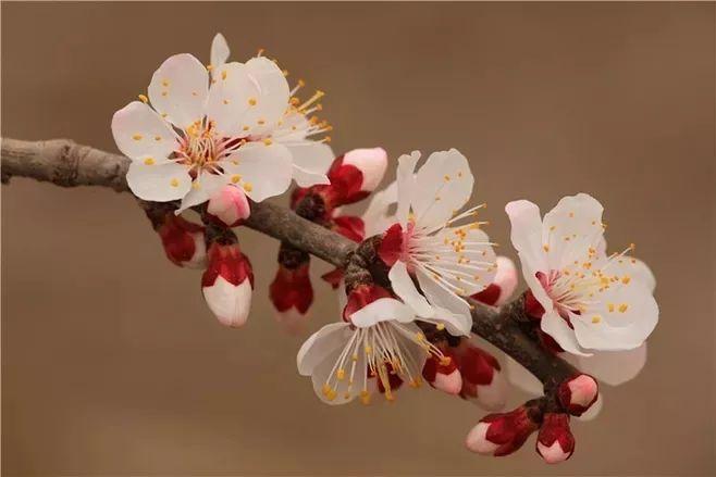 杏花经典诗词有哪些（七首杏花诗词）