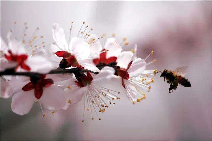 杏花经典诗词有哪些（七首杏花诗词）