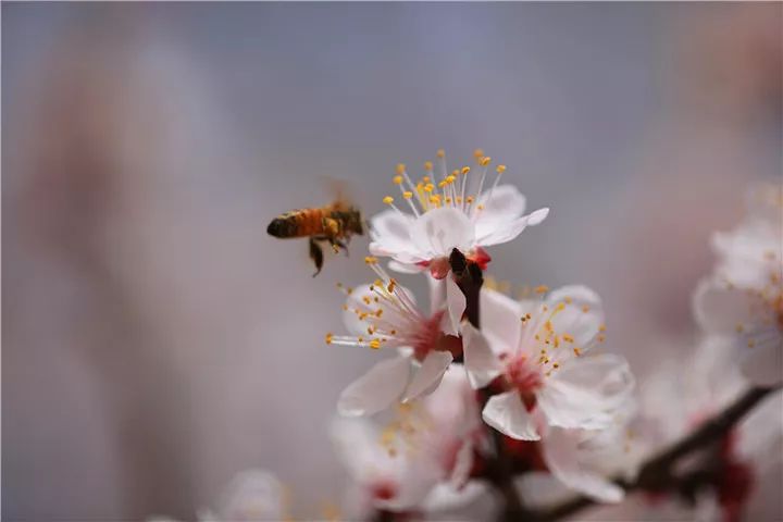 杏花经典诗词有哪些（七首杏花诗词）