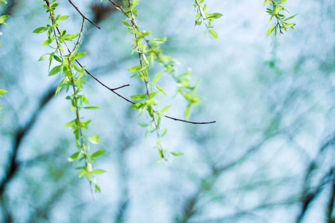 劝学诗词古句解释（推荐9首劝学诗词）