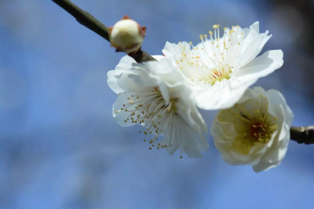 歌颂梅花唯美的诗词（10首梅花诗词）