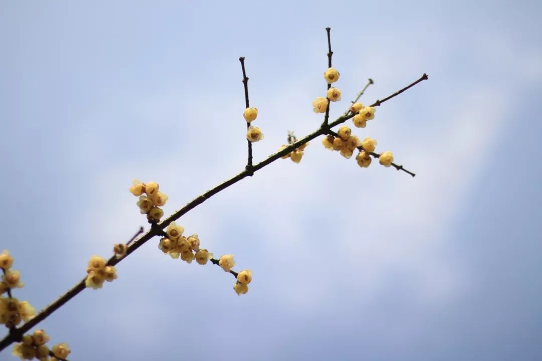 梅花经典诗词有哪些（推荐十首梅花诗词）