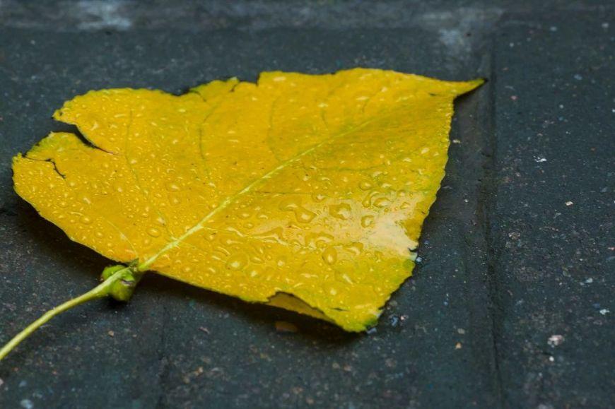 听雨经典诗词有哪些（十首听雨诗词）