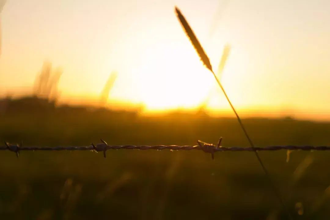 夕阳经典诗词大全（十首夕阳诗词）