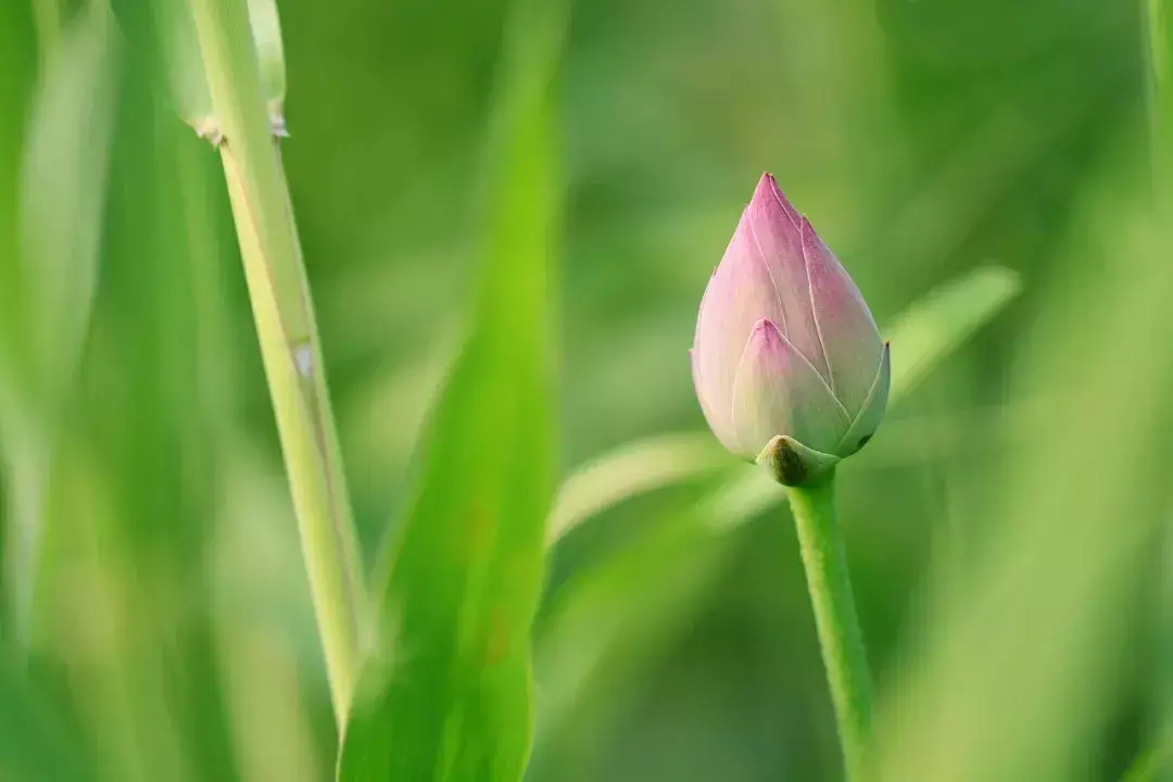 小暑经典诗词有哪些（十首小暑诗词）