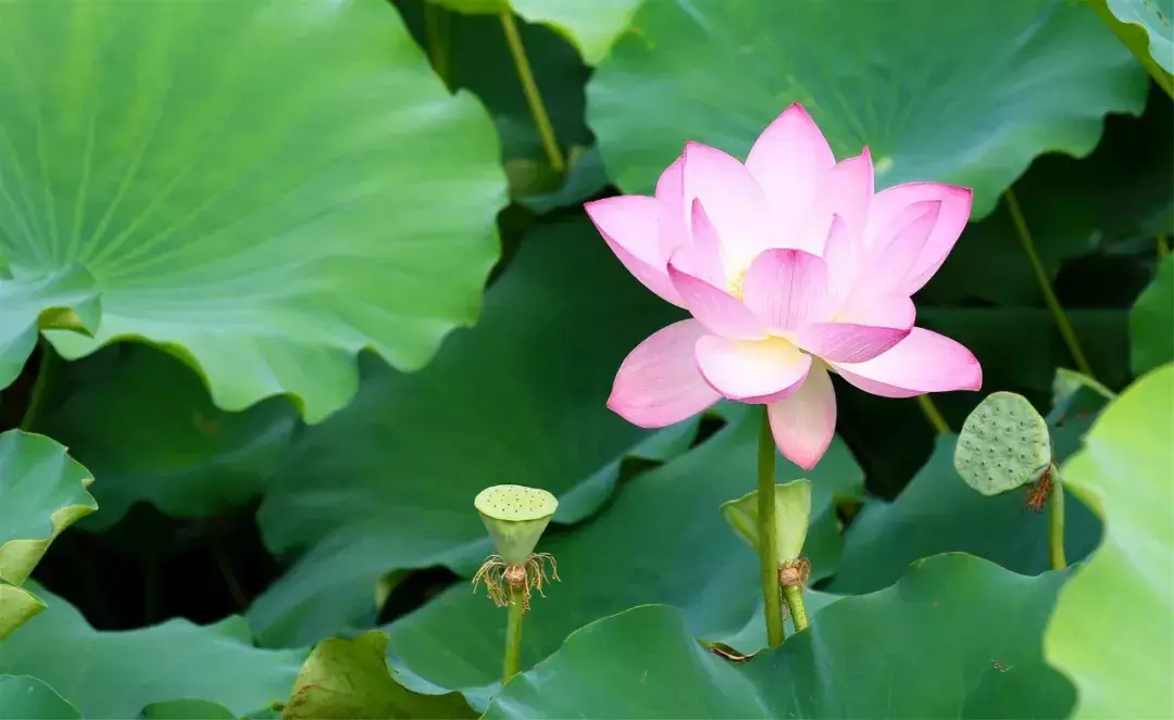 咏荷花经典诗词精选（十首荷花诗词）