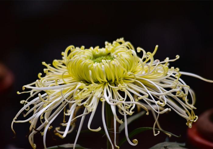 不是花中偏爱菊 此花开尽更无花（8首描写菊花的诗词）