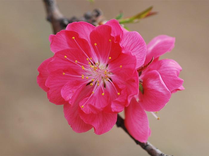 桃花经典诗词大全推荐（关于桃花的诗词）