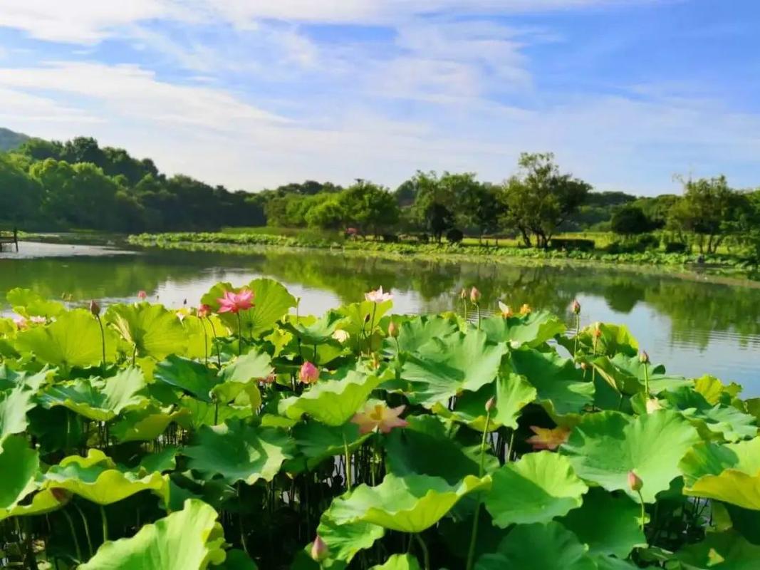 夏天的乐趣初中作文（《夏天的颜色》）