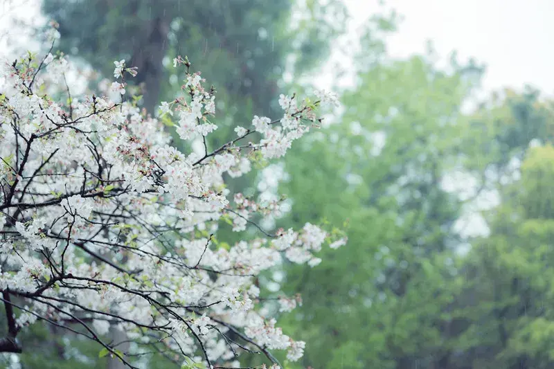 春光诗词名句有哪些（100首春光诗词）