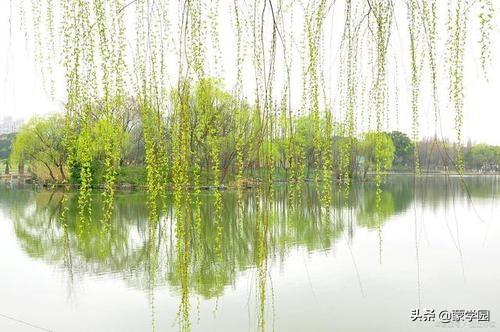 春日经典诗词大全（诗人元稹20首春日诗词）