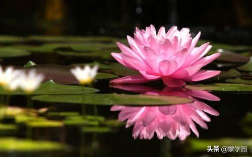 清水出芙蓉，天然去雕饰（推荐50首咏荷花经典诗词）