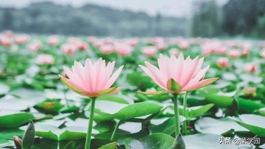 清水出芙蓉，天然去雕饰（推荐50首咏荷花经典诗词）