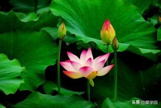 清水出芙蓉，天然去雕饰（推荐50首咏荷花经典诗词）