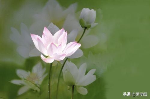 清水出芙蓉，天然去雕饰（推荐50首咏荷花经典诗词）