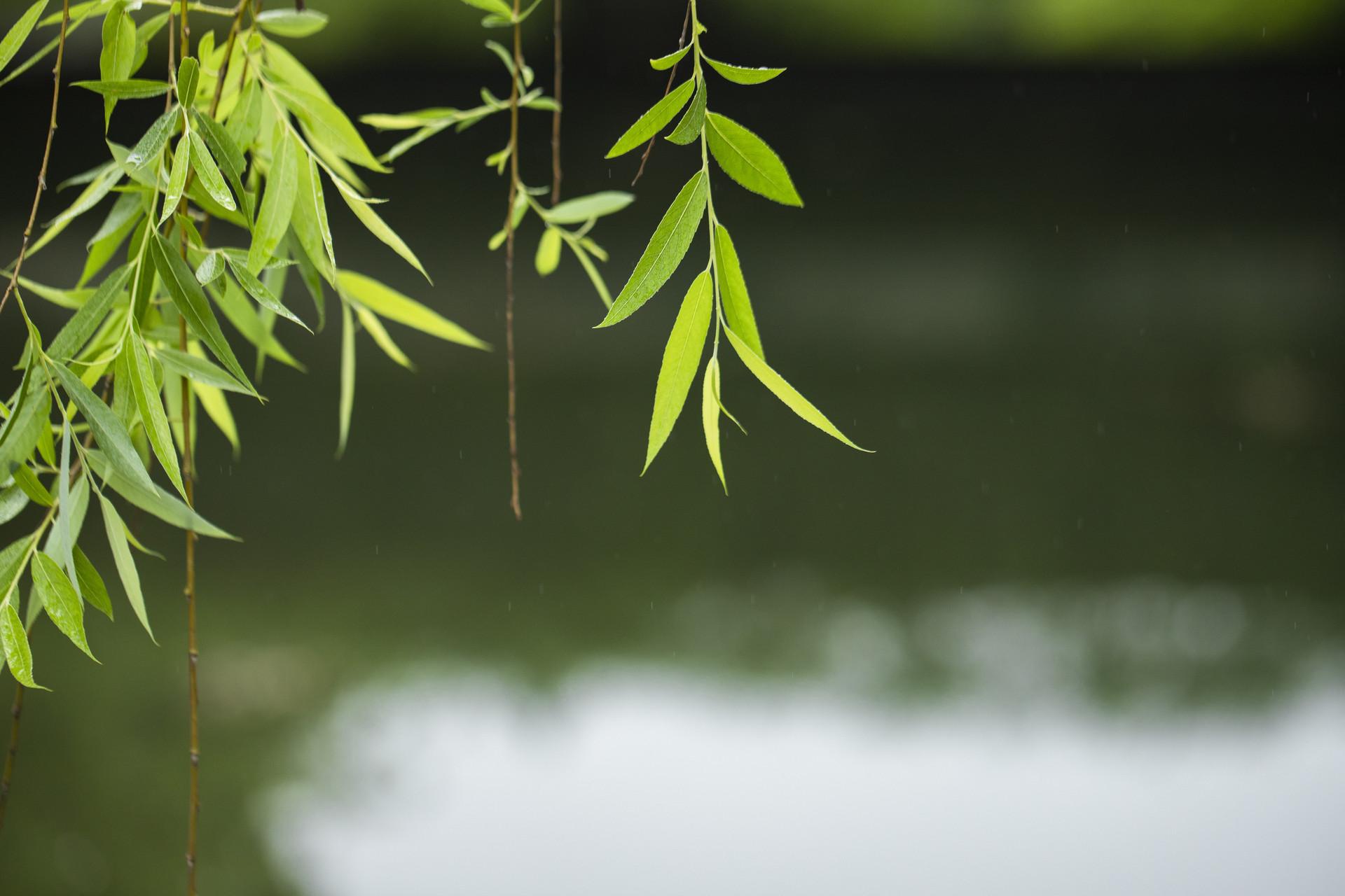 春天唯美诗词大全（春天唯美10首诗词）