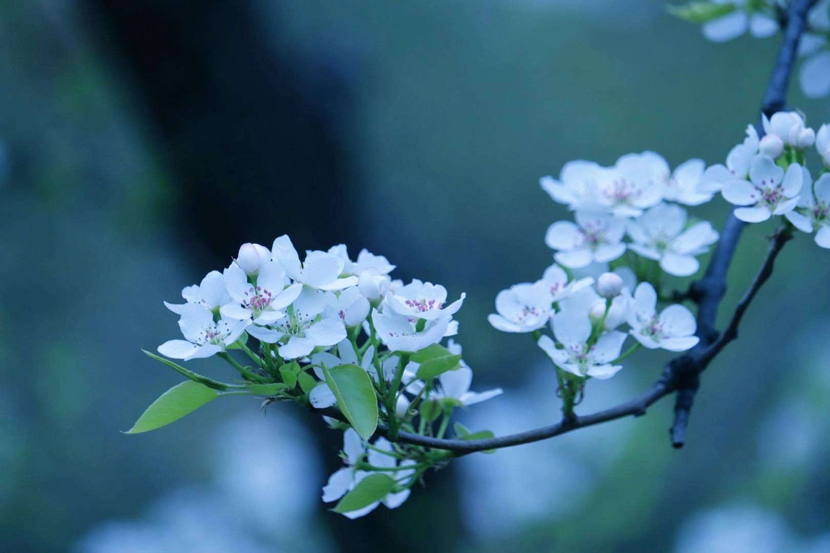 春天唯美诗词大全（春天唯美10首诗词）