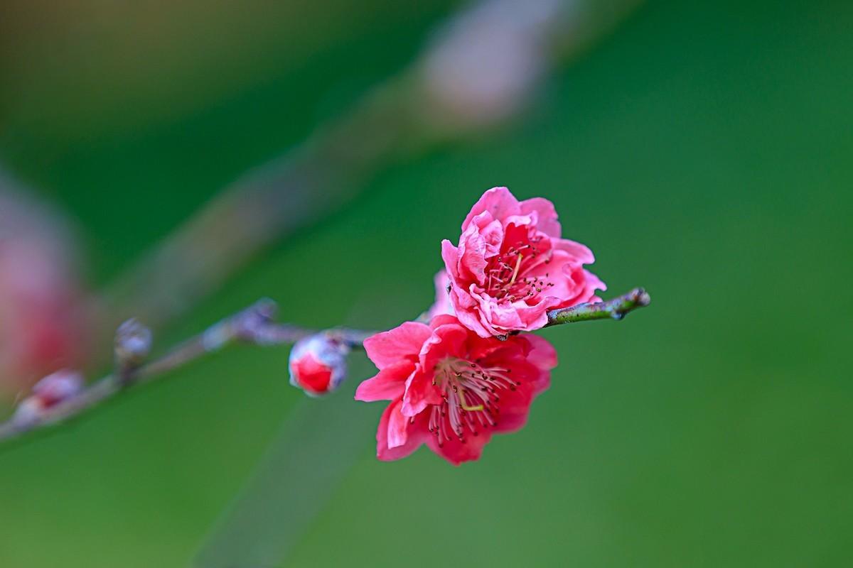 春天唯美诗词大全（春天唯美10首诗词）