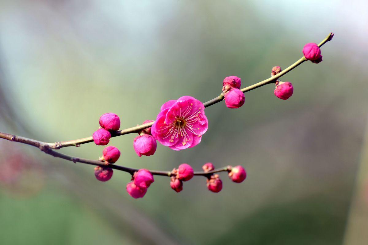 风吹雨洗，春物自芳菲（10首诗词里的三月花）