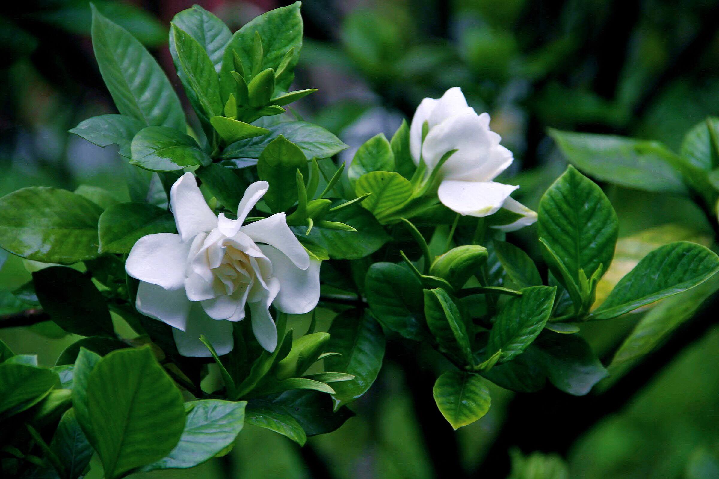 栀子花唯美诗词大全（10首唯美栀子花诗）