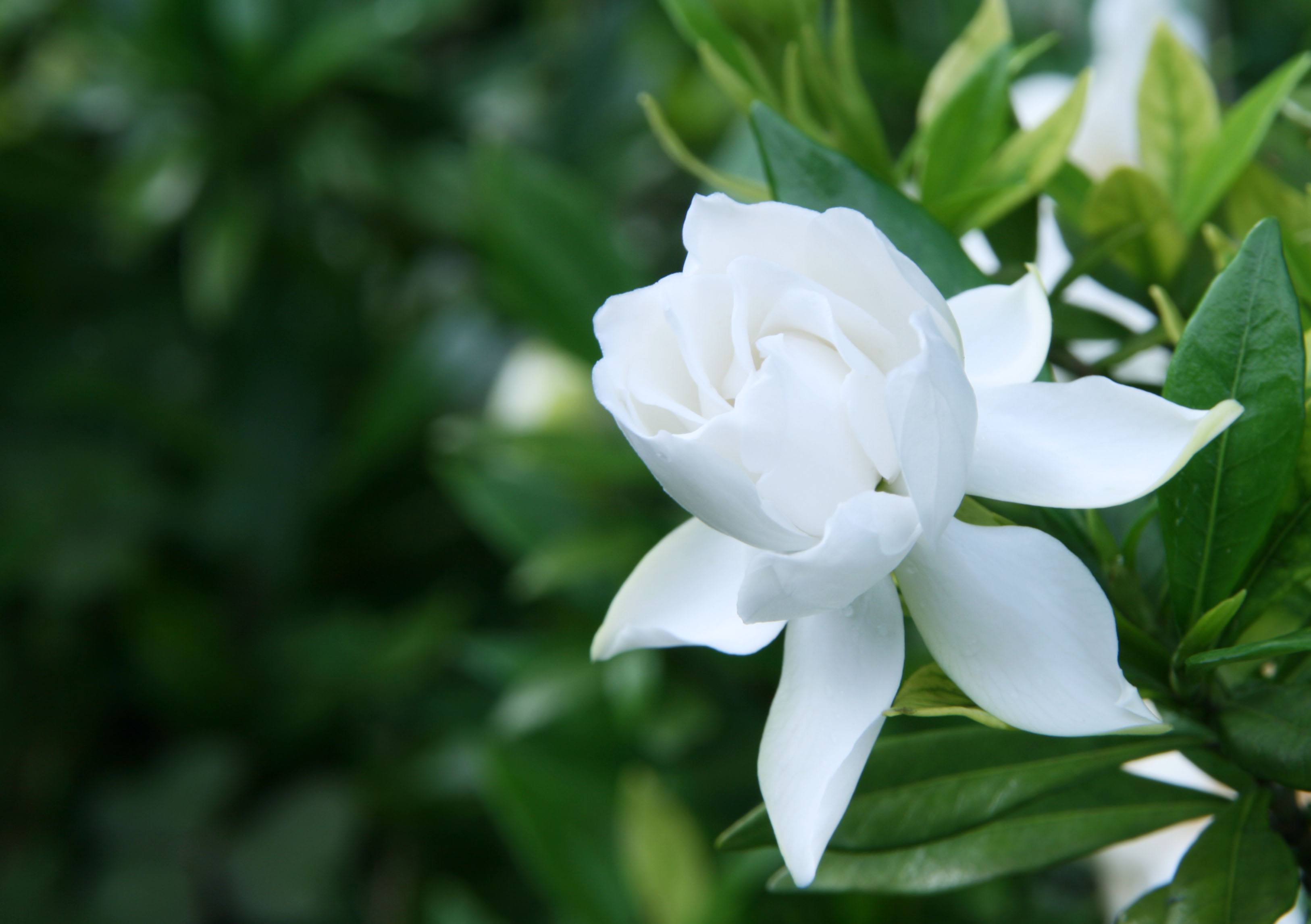 栀子花唯美诗词大全（10首唯美栀子花诗）