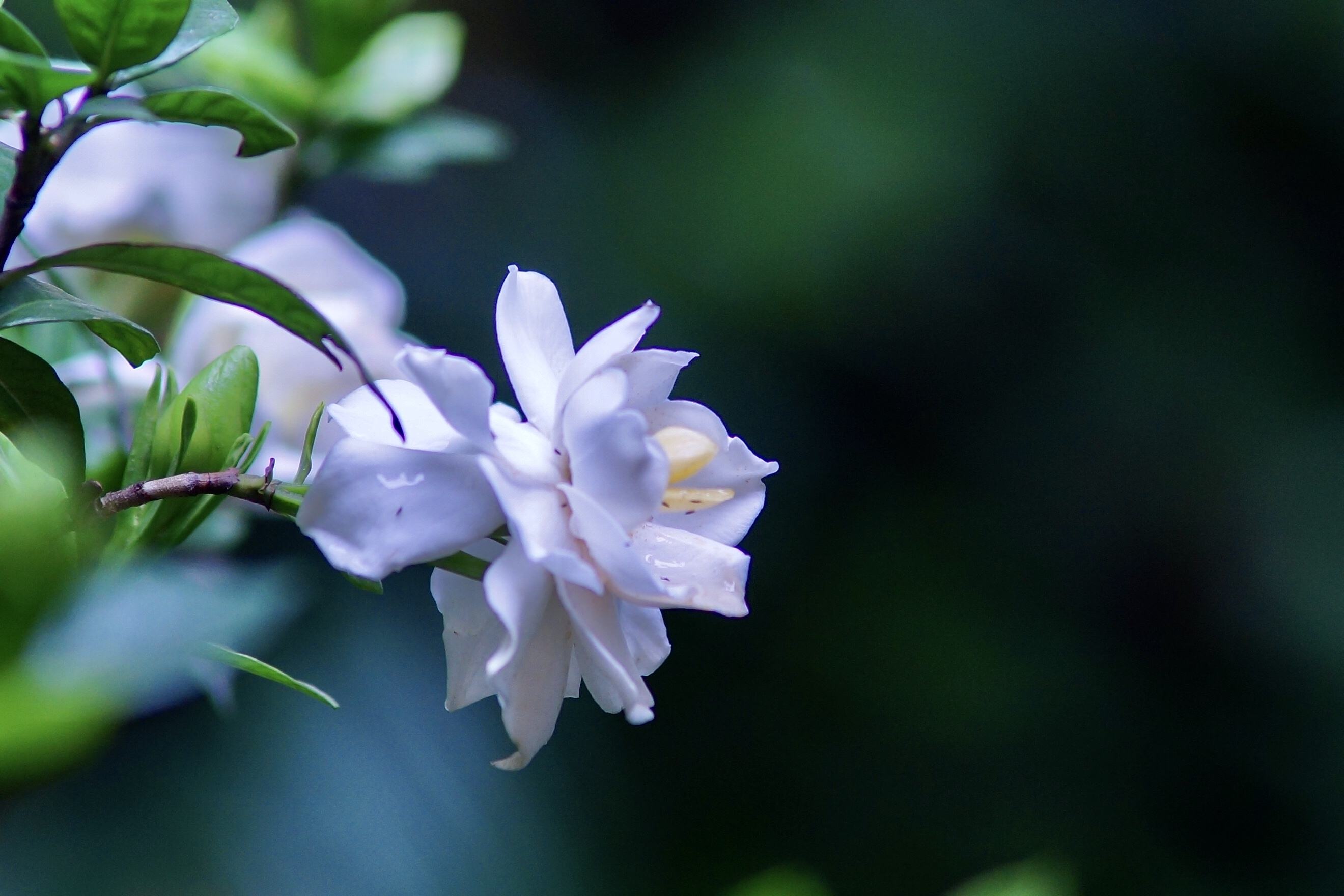 栀子花唯美诗词大全（10首唯美栀子花诗）