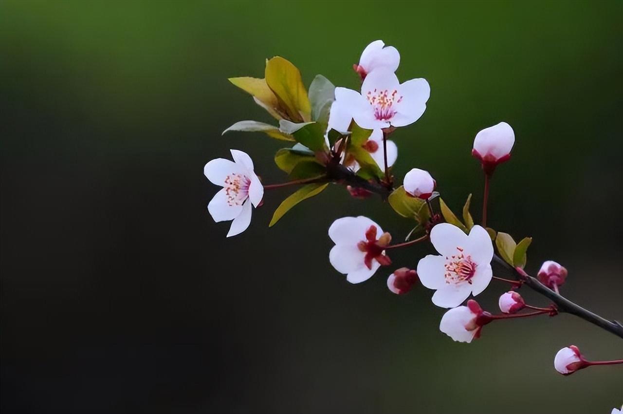 春天唯美诗词大全（12首优美的小词）