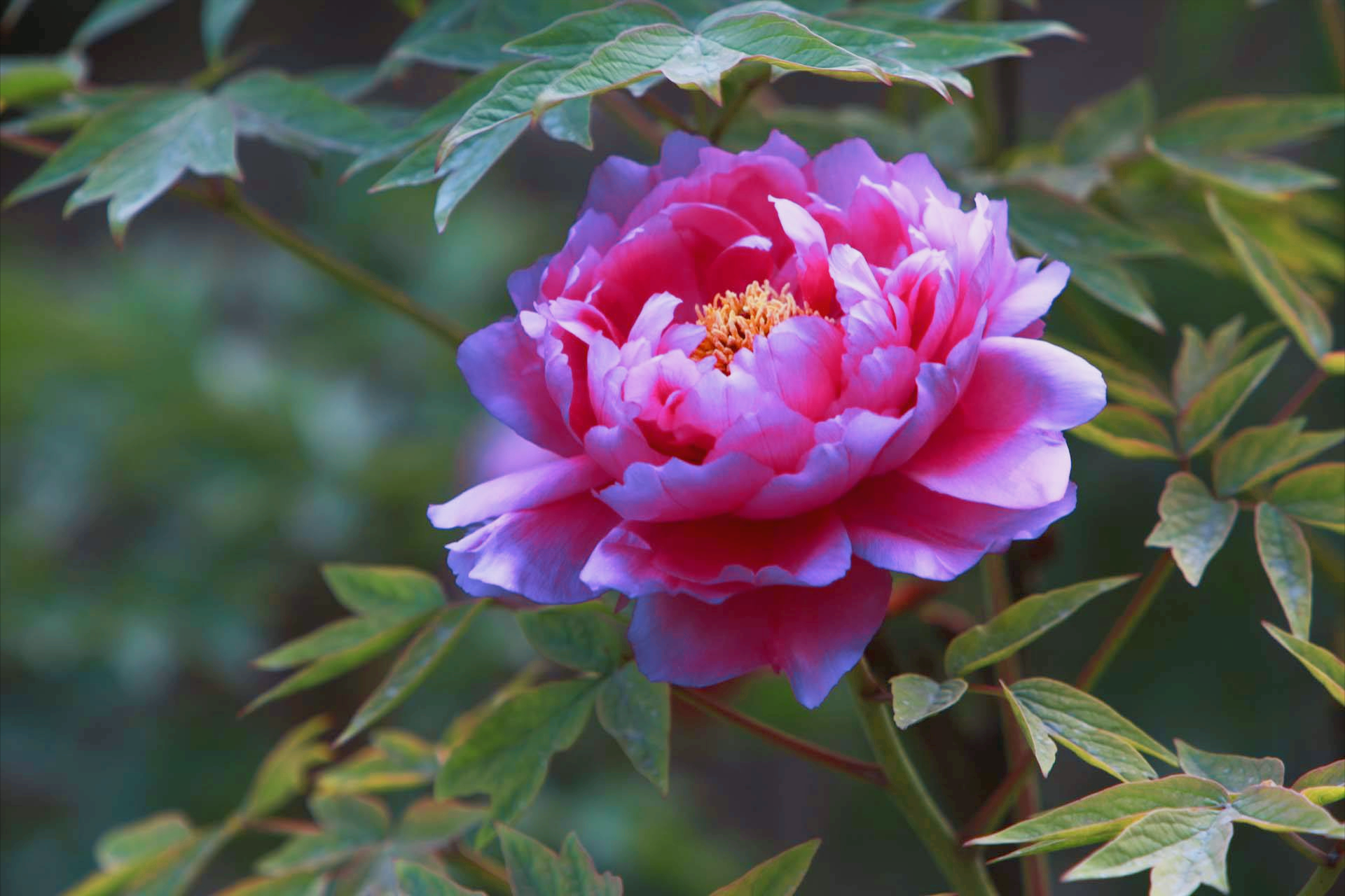 牡丹花唯美诗词大全（18首关于牡丹花的诗词）