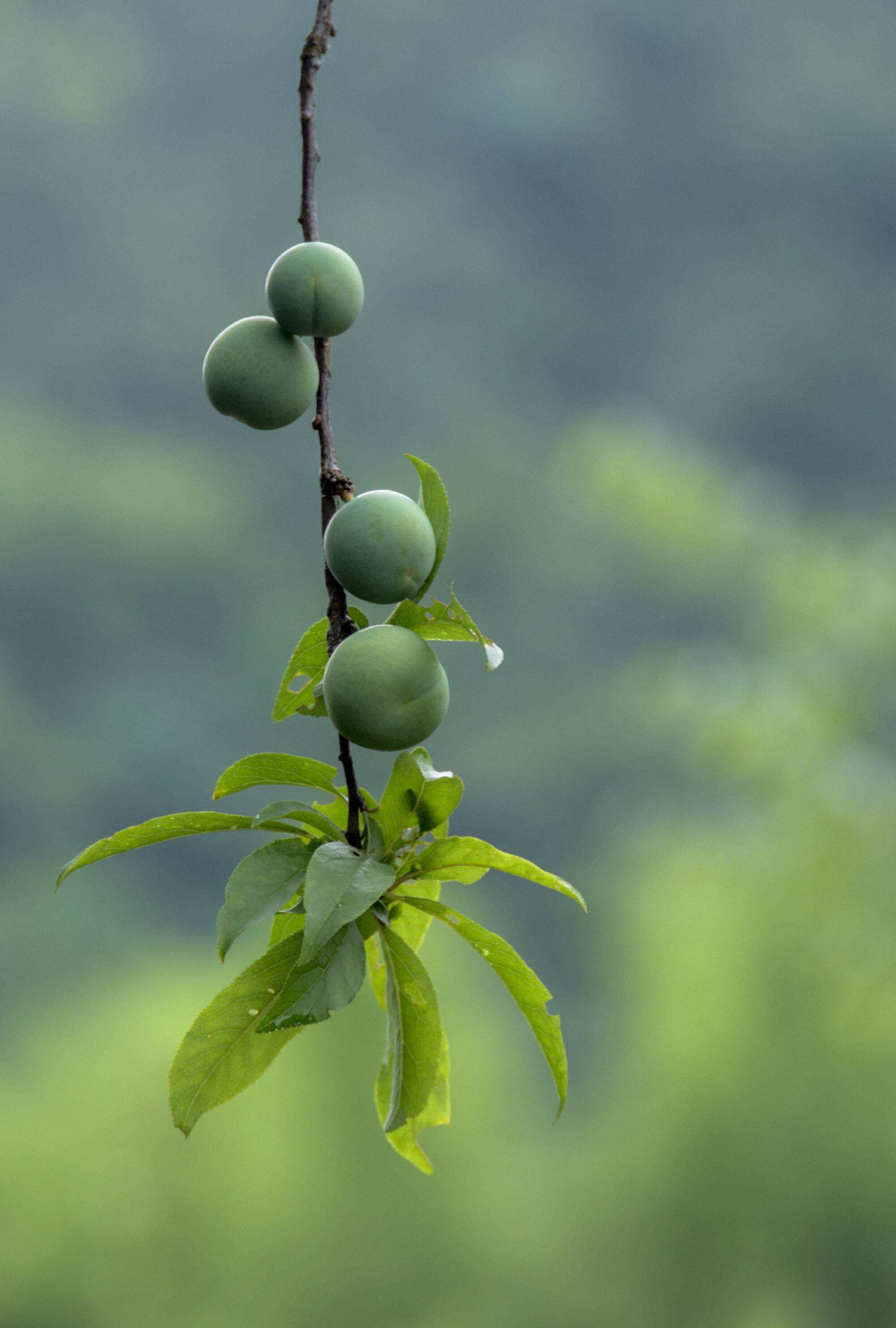 赞美蝴蝶的经典诗句，10首《蝶恋花》