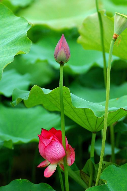 赞美蝴蝶的经典诗句，10首《蝶恋花》