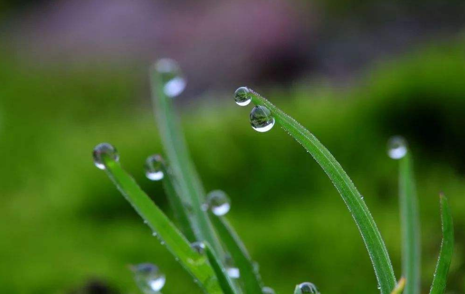 微醺世间万物，沉醉了芸芸众生（早春含羞的细雨十三首诗词）