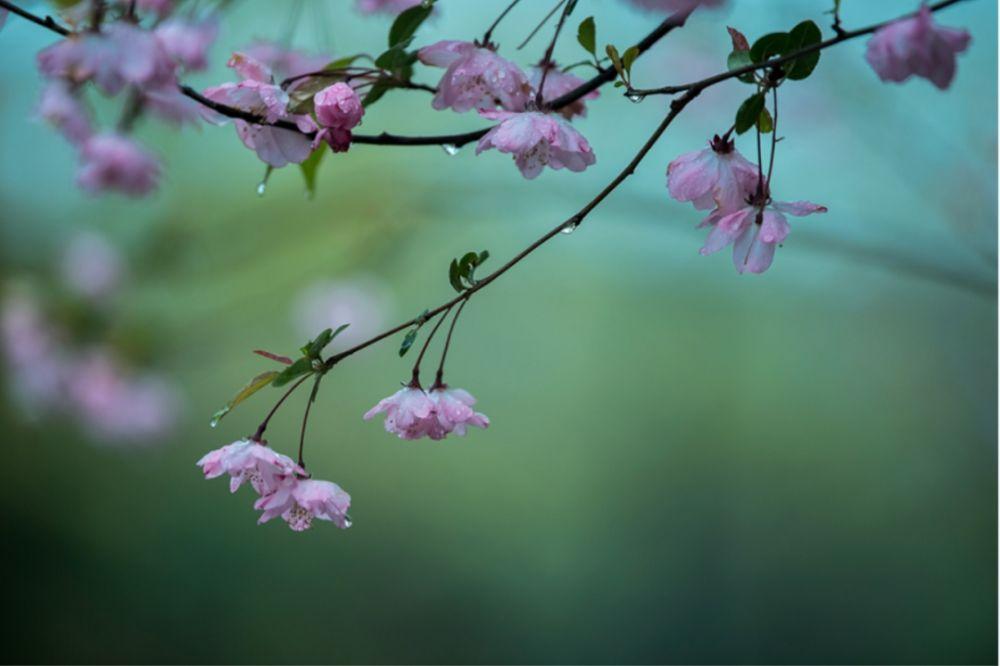 微醺世间万物，沉醉了芸芸众生（早春含羞的细雨十三首诗词）