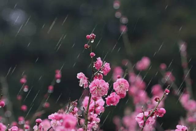 微醺世间万物，沉醉了芸芸众生（早春含羞的细雨十三首诗词）