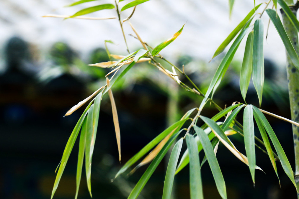 初夏唯美诗词大全（10首初夏古诗词）