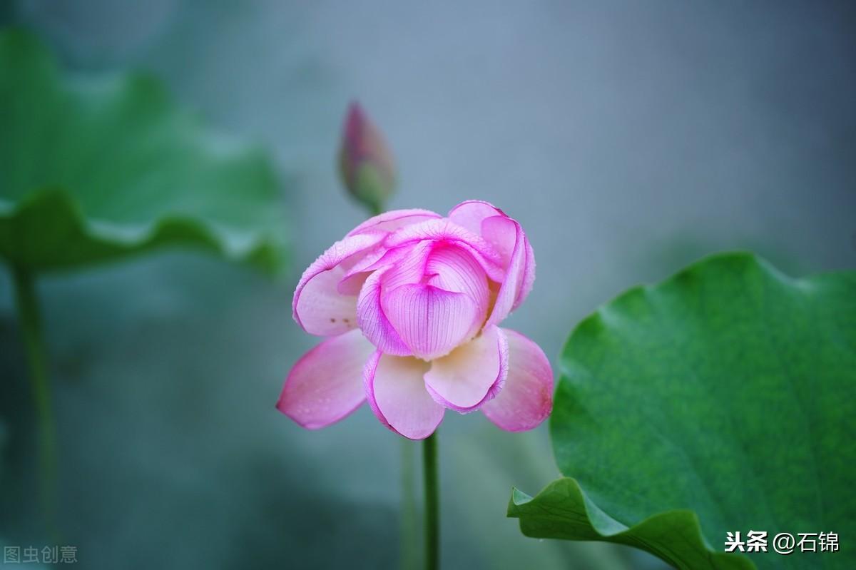 莲花经典诗词有哪些（推荐七首经典莲花诗词）