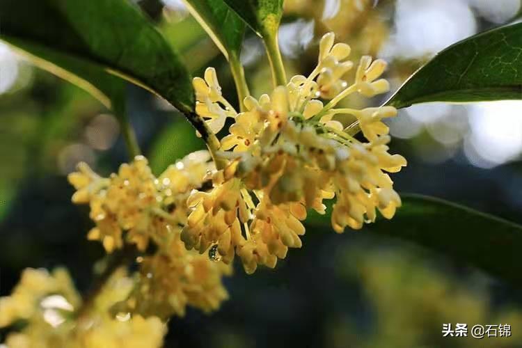 桂花经典古诗大全（七首唯美桂花诗词）