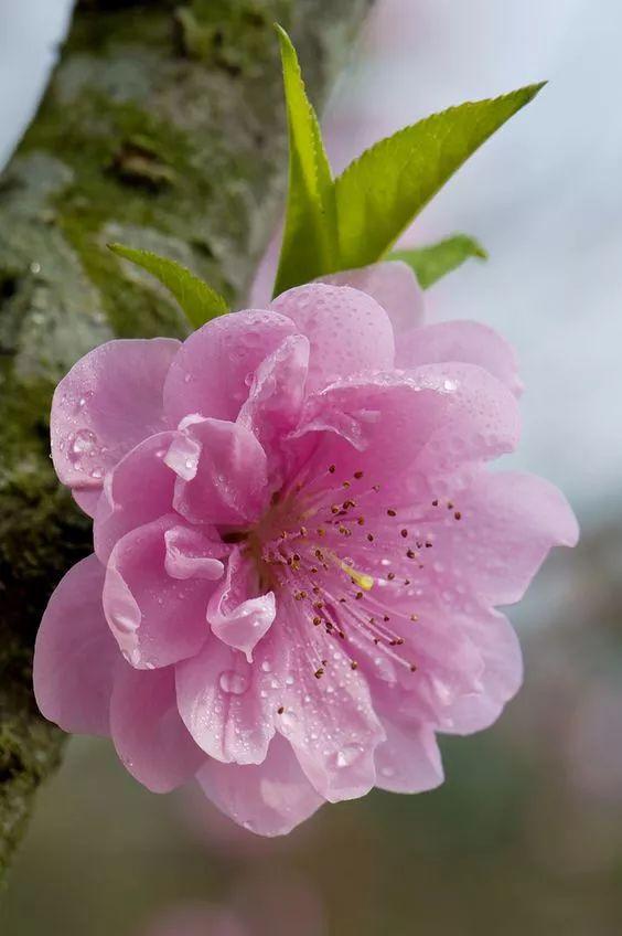 描写桃花经典古诗（八首浪漫桃花诗词）